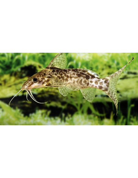 Synodontis soloni 6-8cm