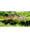 Synodontis soloni 6-8cm