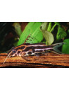 Synodontis flavitaeniatus 5-7cm