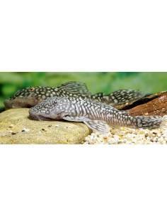 Pseudancistrus genisetiger 6-8cm