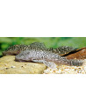 Pseudancistrus genisetiger (Pseudancistrus genisetiger) 6-8cm