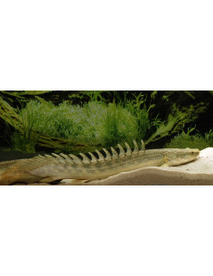 Polypterus bichir laparadei XXL 40-50CM