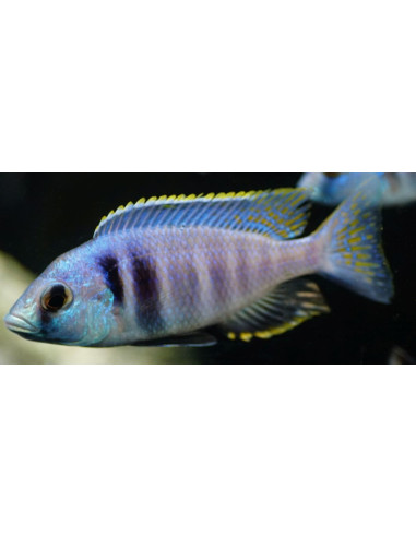 Placidochromis electra Likoma (Placidochromis electra "Likoma") 7-9cm (couple)