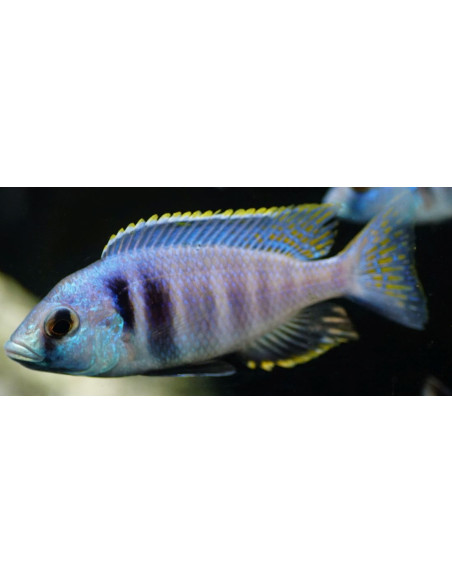 Placidochromis electra Likoma (Placidochromis electra "Likoma") 7-9cm (couple)