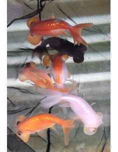 Bubble eyes mix 6-8cm