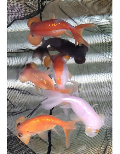 Bellenogen mix 6-8cm