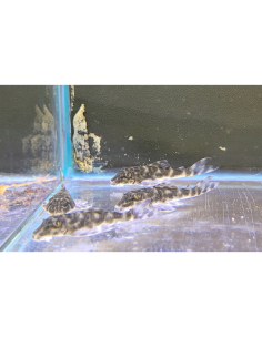 L519 Ancistrus sp. 2-3cm
