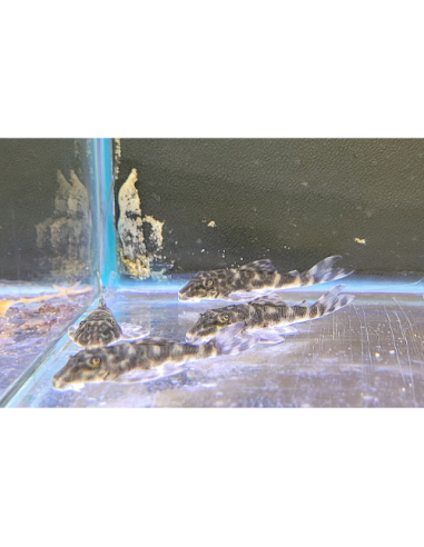 Ancistrus L519 (Ancistrus sp. L519) 2-3cm