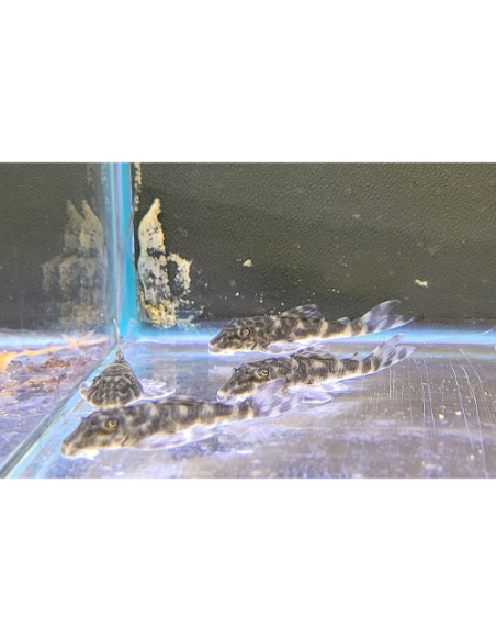 Ancistrus L519 (Ancistrus sp. L519) 2-3cm