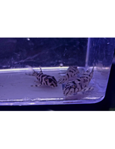 L236 sp. SW - Hypancistrus sp 5-6cm