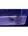 Hypancistrus L236 SW (Hypancistrus sp. L236 SW) 5-6cm