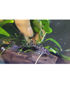 L 264 - Leporacanthicus joselimai 3cm