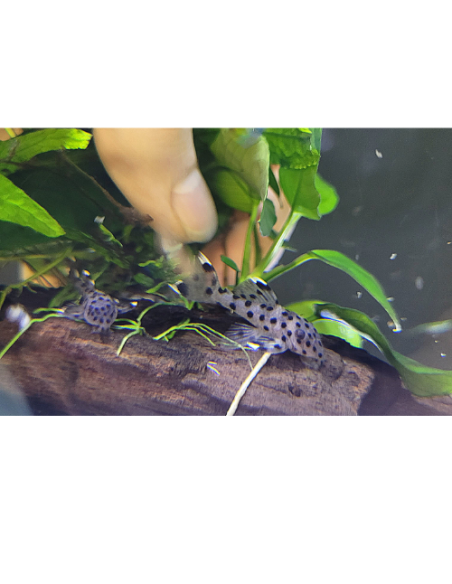 Pleco sultan L264 (Leporacanthicus joselimai L264) 3cm