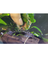 Pleco sultan L264 (Leporacanthicus joselimai L264) 3cm
