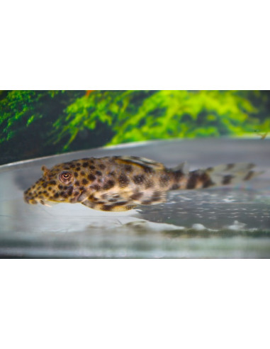 L 288 - Peckoltia sp.