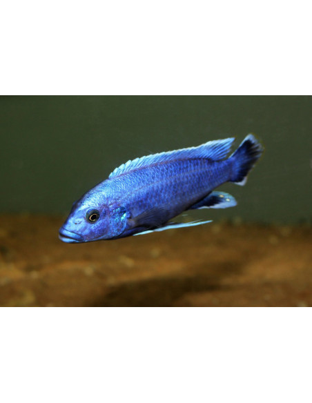 Melanochromis kaskazini Northern Blue (Melanochromis kaskazini) 5-7cm