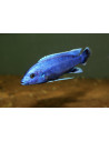 Melanochromis kaskazini Northern Blue (Melanochromis kaskazini) 5-7cm