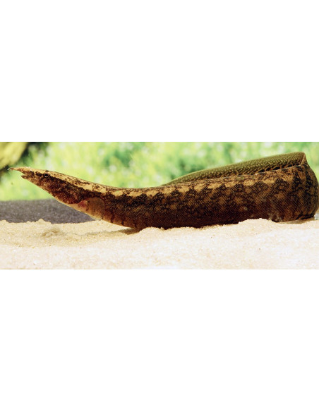 Macrognathus pancalus 6-8cm