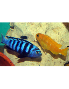 Cichlidé saulosi F1 (Chindongo saulosi) 4-5cm F1