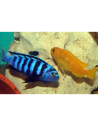 Chindongo saulosi 4-5cm F1