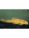 Ancistrus L144 (Ancistrus sp. L144)