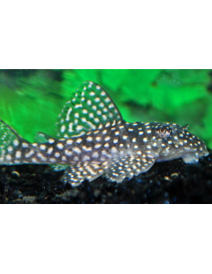 L 136 b - Hypancistrus sp. 3-4cm