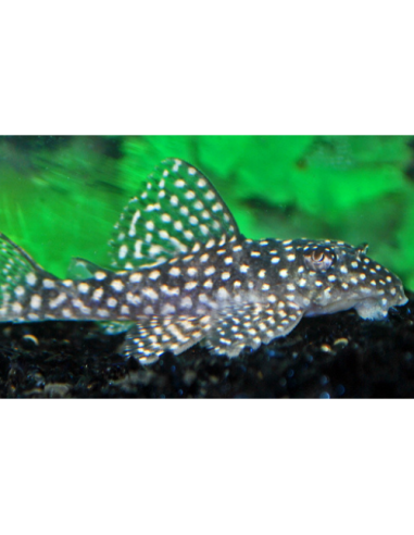 Hypancistrus L136b (Hypancistrus sp. L136b) 3-4cm