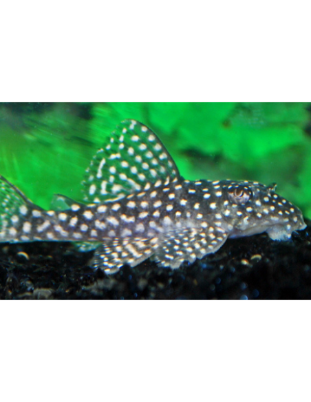Hypancistrus L136b (Hypancistrus sp. L136b) 3-4cm