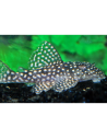 Hypancistrus L136b (Hypancistrus sp. L136b) 3-4cm