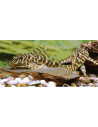 Peckoltia compta L134 (Peckoltia compta L134) M