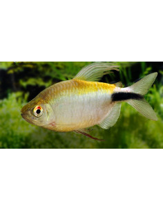 Brycinus longipinnis (Brycinus longipinnis) 4-5cm