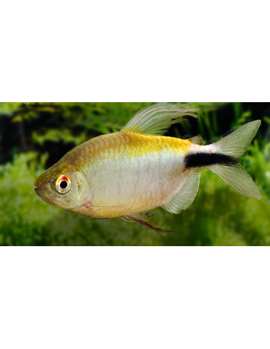 Brycinus longipinnis (Brycinus longipinnis) 4-5cm