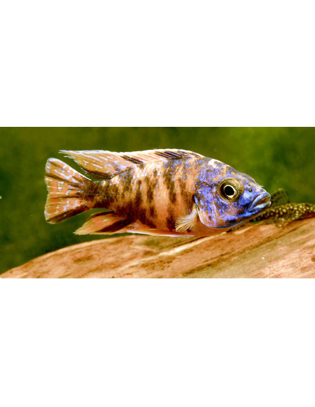 Aulonocara Orange Blotched L (Aulonocara sp. Orange Blotched) 7-9 cm (couple)