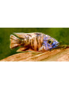 Aulonocara Orange Blotched L (Aulonocara sp. Orange Blotched) 7-9 cm (couple)