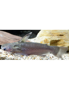 Auchenipterichthys thoracatus 6-9cm