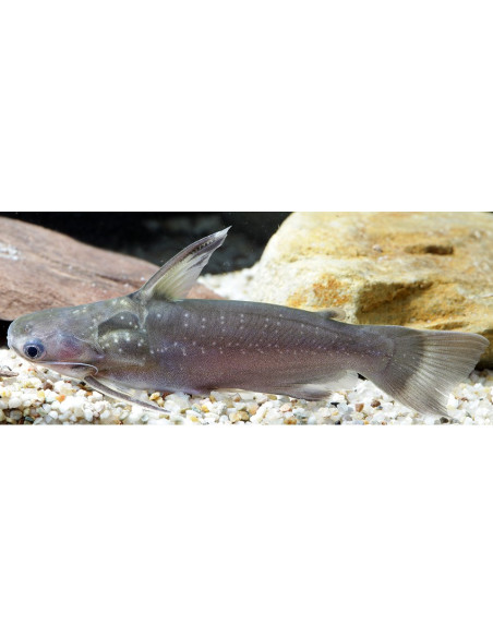 Auchenipterichthys thoracatus 6-9cm