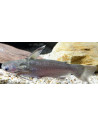Auchenipterichthys thoracatus 6-9cm