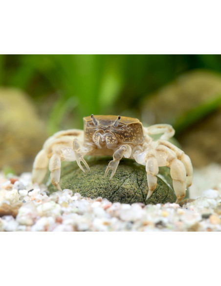 Potamocipoda pugil 1-2cm