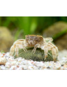 Potamocipoda pugil 1-2cm
