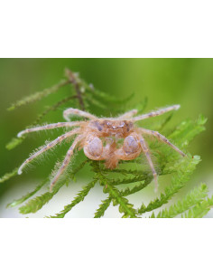Micro crabe araignée Limnopilos naiyanetri  1-1,5cm