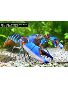Écrevisse Blue Claw (Cherax alyciae "Blue Claw")