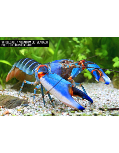 Cherax alyciae "Blue Claw"