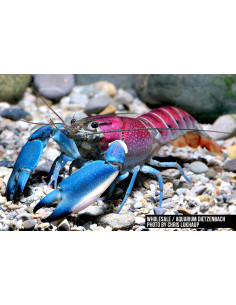 Écrevisse Cherax pulcher (Cherax pulcher) 6-10cm