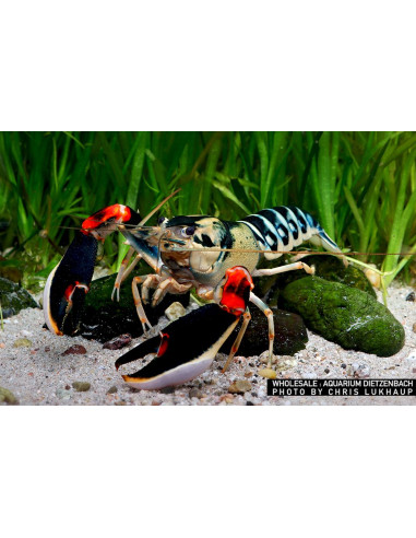 Écrevisse Peacock (Cherax sp. "Peacock")