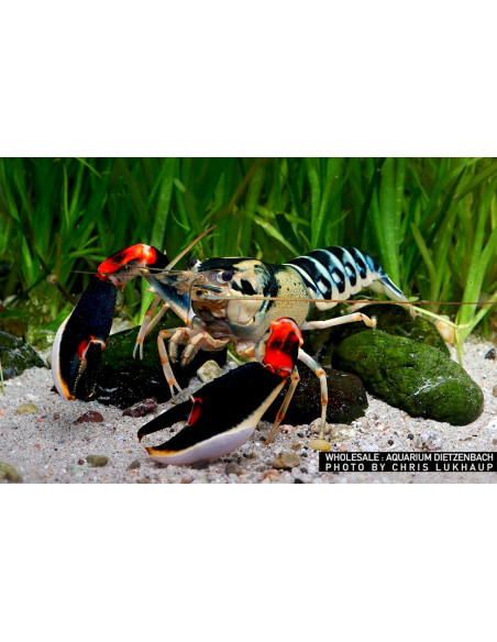 Écrevisse Peacock (Cherax sp. "Peacock")