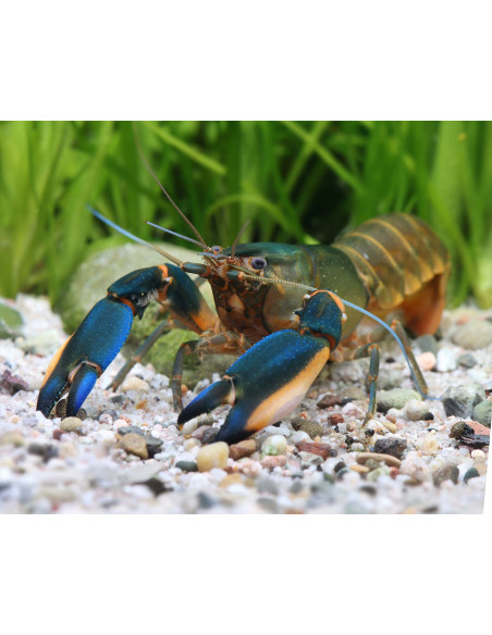 Écrevisse Phantom Green (Cherax sp. "Phantom Green") 6-8cm