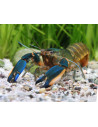 Écrevisse Phantom Green (Cherax sp. "Phantom Green") 6-8cm
