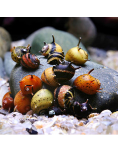 Clithon nain (Clithon sp.) 0,5-1cm