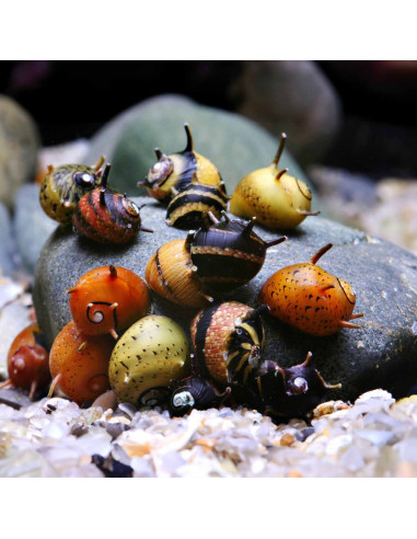 Clithon nain (Clithon sp.) 0,5-1cm