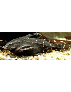 Silure peige (Agamyxis pectinifrons) 4-5cm